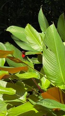 red bird on leaves