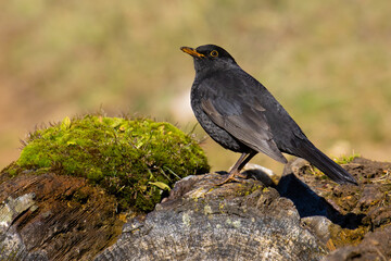 Common Blackbird
