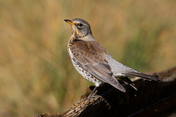Fieldfare