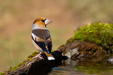 Hawfinch