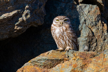 Little Owl