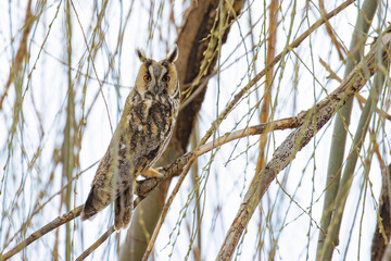 Long-eared Owl