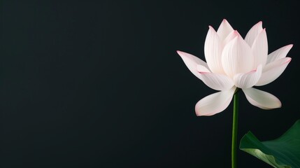 Fototapeta premium High-resolution lotus flower with vibrant, detailed petals, isolated against a simple background with room for advertising text or graphic elements
