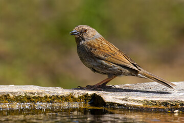 Dunnock