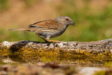 Dunnock