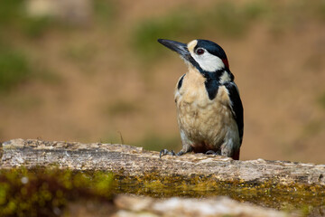 Great Spotted Woodpecker