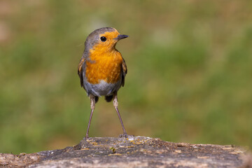 European Robin