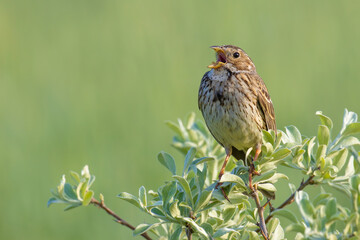 Corn Bunting