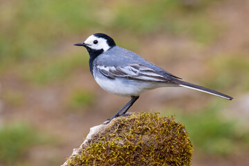White Wagtail