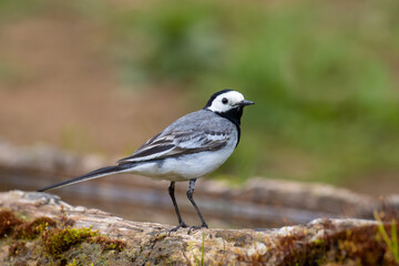 White Wagtail