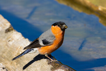 Eurasian Bullfinch