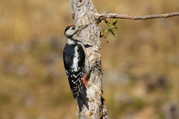 Great Spotted Woodpecker