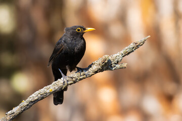 Common Blackbird