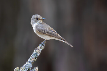 Spotted Flycatcher