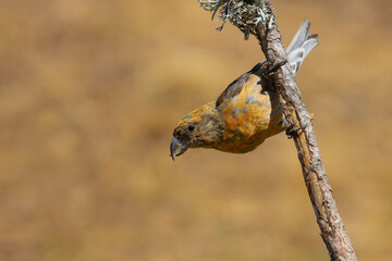 Red Crossbill