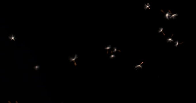 4K macro dandelion puffball spores parachute flakes are blown and flying across the black screen in super slow-motion footage shot with an extremely high-speed camera. 

