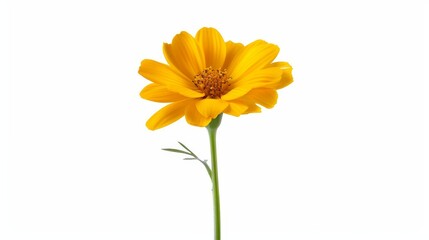 High-resolution marigold with vivid petals, isolated on a plain background with ample space for advertising text or logos