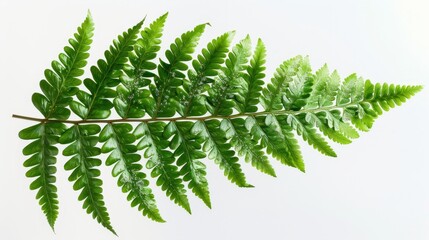Intricate fern leaf with spores, isolated background, perfect for botanical illustrations or marketing with ample space for text