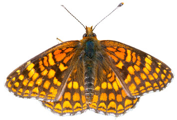 Open-winged orange butterfly, ventral view