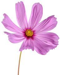 Single vibrant pink cosmos flower © Janos