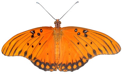 Bright orange butterfly with black markings