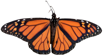 Monarch butterfly spread wings