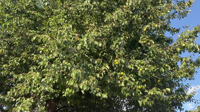 Starling birds sit in the crown of a tree and eat ripening pear fruits, selective focus