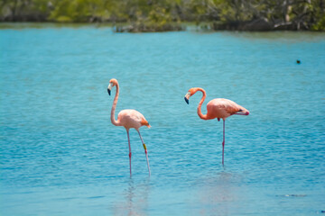 Close up of two beautiful flamingos in salina in Bonaire, Caribbean island.