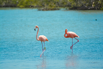 Close up of two beautiful flamingos in salina in Bonaire, Caribbean island.