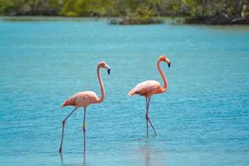 Close up of two beautiful flamingos in salina in Bonaire, Caribbean island.