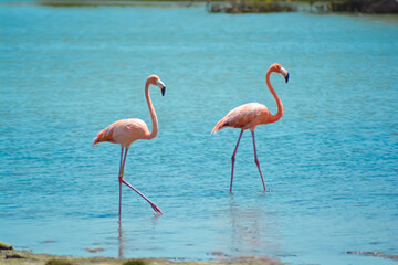 Close up of two beautiful flamingos in salina in Bonaire, Caribbean island.