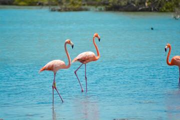 Close up of two beautiful flamingos in salina in Bonaire, Caribbean island.