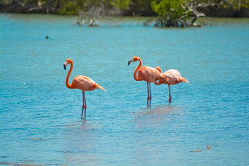 Close up of  three beautiful flamingos in salina in Bonaire, Caribbean island.
