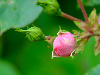 pink rose bud