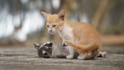 Two kittens in the morning. Focus is selected on the brown and white kitten, the background is blurry