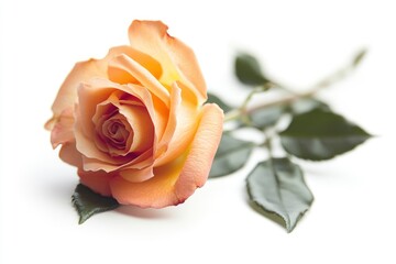 Fototapeta premium Rose isolated on white background, full depth of field , ai