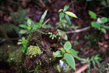 souche qui bourgeonne