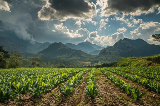 Captivating landscape  tobacco field with majestic mountains in scenic photography shot