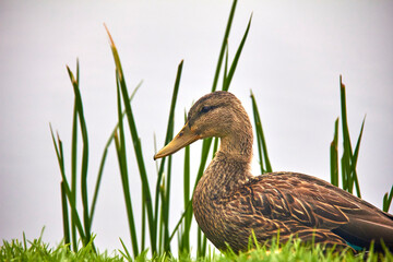 Hermosos Pato