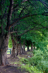 Hermosos Arboles