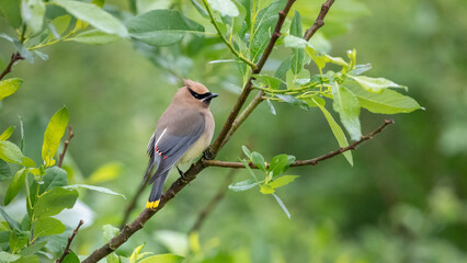 Cedar Waxwing