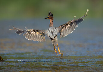 Green Heron in flight