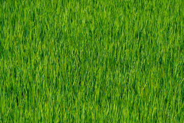 青々とした、田んぼに育つ稲の風景