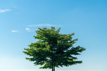 夏の青空の下にそびえ立つ1本の木