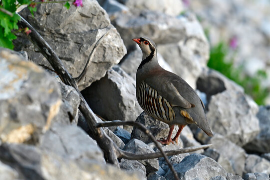 Steinhuhn // Rock partridge (Alectoris graeca) - Montenegro