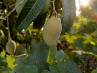 Obraz premium background, food, summer, nature, tree, leaf, health, fruit, garden, fruits, agriculture, plant, tropical, healthy, growth, field, juice, natural, organic, nutrition, dessert, vitamin, harvest, planta