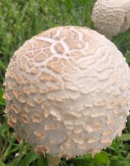 mushrooms in the grass