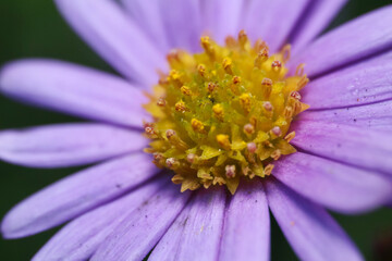 close up of a purple daisy
