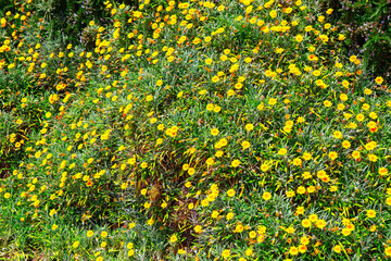 Field of yellow flowers with a few green stems. Background of flowers in bloom