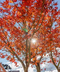 orange leaves and blue sky